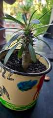 Pachypodium
