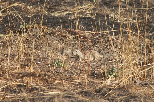 iNaturalist observation photo of California Ground Squirrel