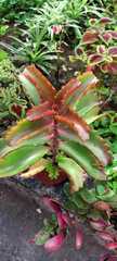 Kalanchoe
