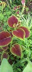 Coleus scutellarioides
