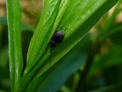 Otiorhynchus pinastri