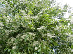 Prunus padus