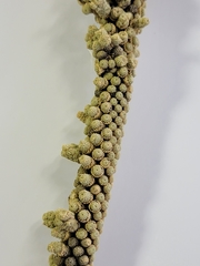 Tiganophyton karasense