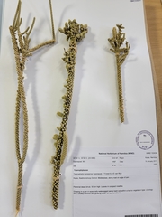 Tiganophyton karasense