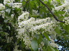 Prunus padus