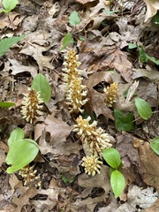 Conopholis americana