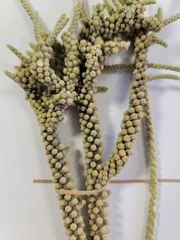 Tiganophyton karasense