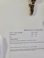 Tiganophyton karasense