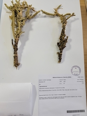 Tiganophyton karasense