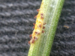 Puccinia liliacearum