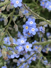 Myosotis sylvatica