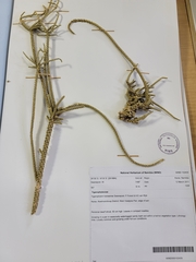 Tiganophyton karasense