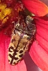 Acmaeodera mixta