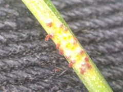 Puccinia liliacearum