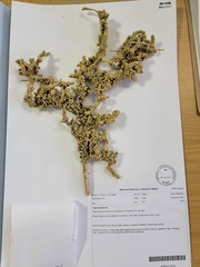 Tiganophyton karasense