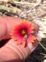 Acmaeodera mixta