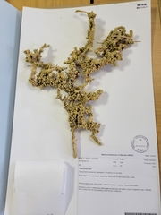 Tiganophyton karasense