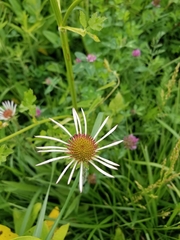 Echinacea pallida