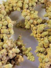 Tiganophyton karasense