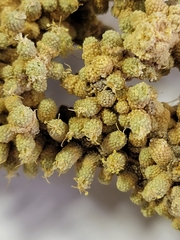 Tiganophyton karasense