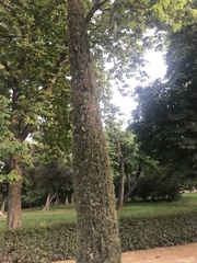 Cupressus sempervirens