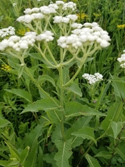 Parthenium integrifolium