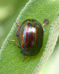 Chrysolina americana