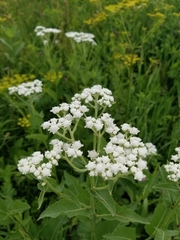 Parthenium integrifolium