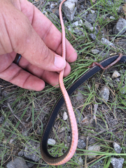 Masticophis taeniatus girardi
