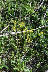 Barbarea vulgaris