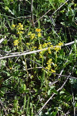 Barbarea vulgaris