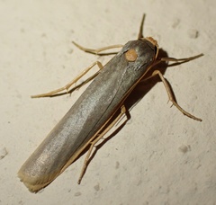 Sozusa scutellata