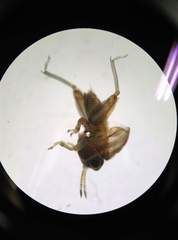 Tetrigoidea