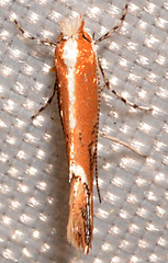 Cameraria quercivorella