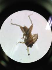 Tetrigoidea