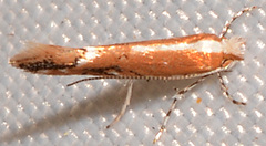 Cameraria quercivorella