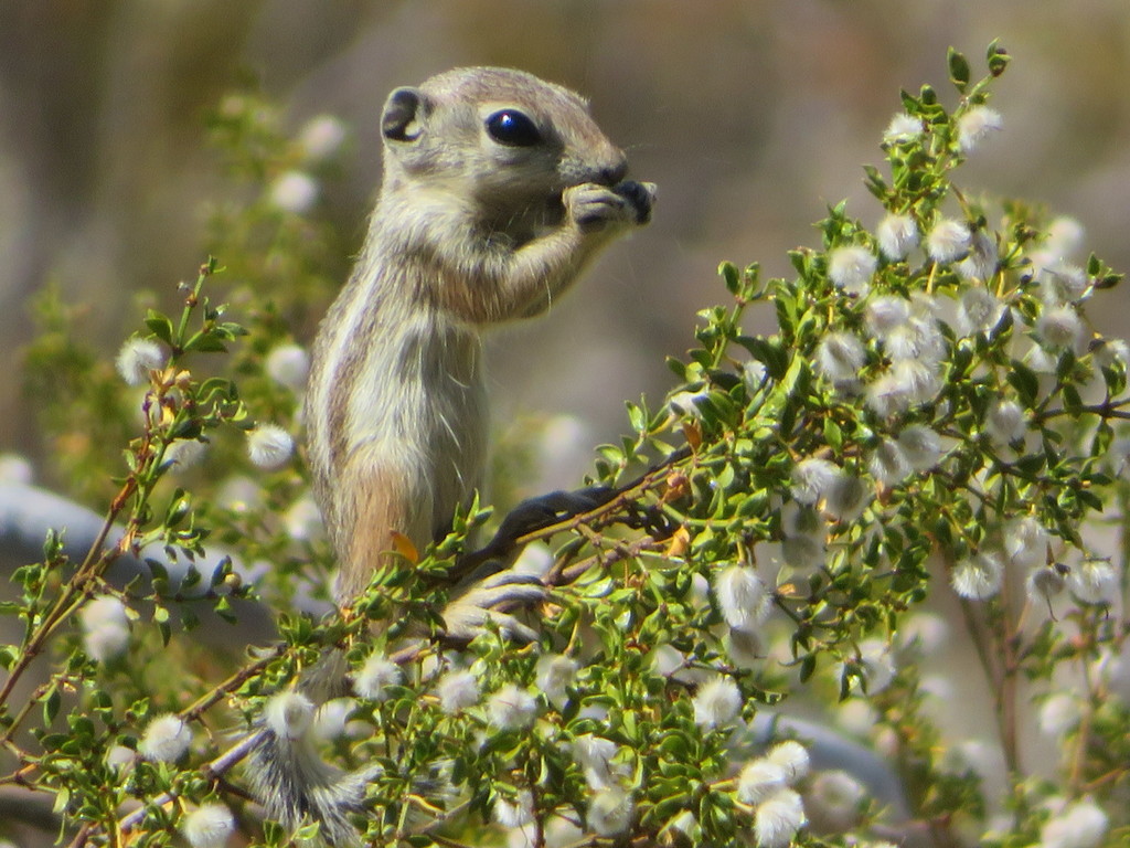 White-tailed Antelope Squirrel