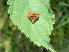 Choreutis amethystodes