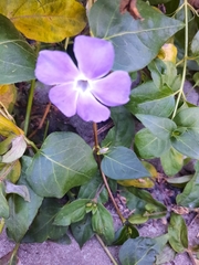 Vinca major
