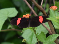 Heliconius erato hydara