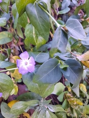 Vinca major