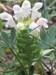 Prunella laciniata
