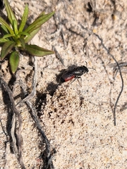 Sphecodes pellucidus
