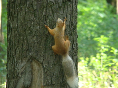 Sciurus vulgaris