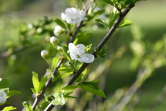 Prunus cerasifera