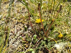 Taraxacum rubicundum