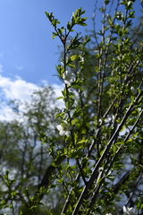 Prunus cerasifera