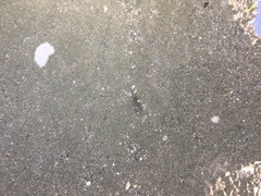 Oligocottinae