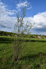 Prunus cerasifera