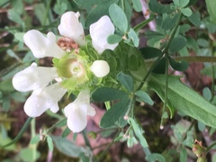 Prunella laciniata